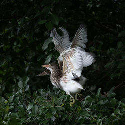 Close-up of bird flying against plants