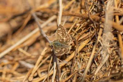 Close-up of dried plant on field