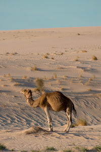 Side view of a horse on sand