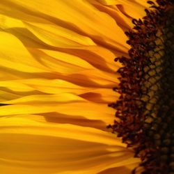 Close-up of sunflower