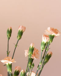 Close-up of flowering plant against white background