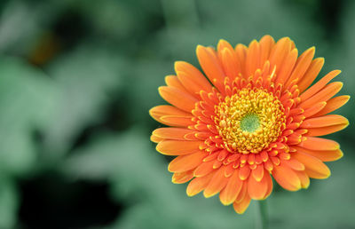 Close-up of orange daisy