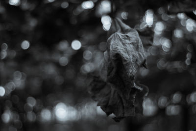 Close-up of wilted plant at night