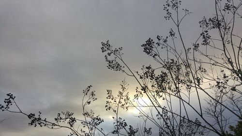 Low angle view of silhouette tree against sky during sunset