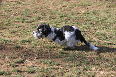 Black dog running in a field