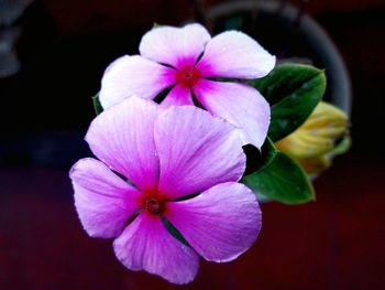 Close-up of pink flowers