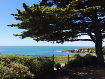 Tree by sea against clear blue sky