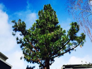 Low angle view of tree against sky