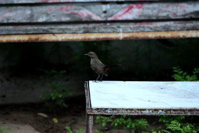 Bird perching on wooden wall