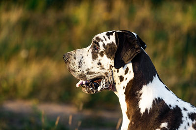 Close-up of a dog looking away