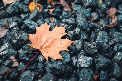 Close-up of maple leaf during autumn