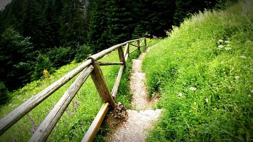 Scenic view of forest