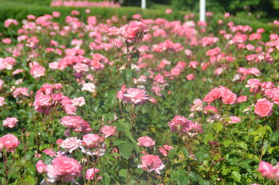 Pink flowers blooming outdoors