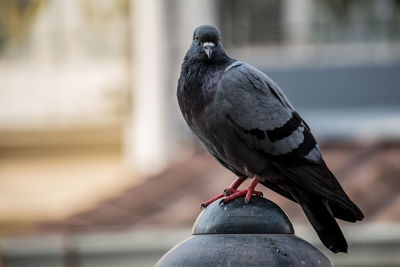 Close-up of bird perching on railing