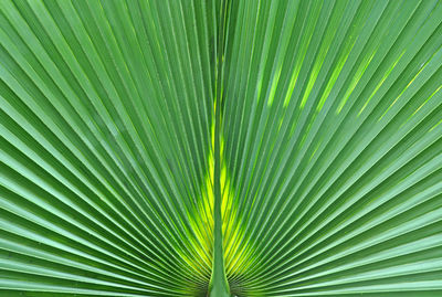 Green palm tree leaf macro. natural, organic background pattern