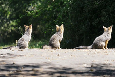 Rear view of foxes on road in woods