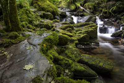 Stream flowing through rocks in forest