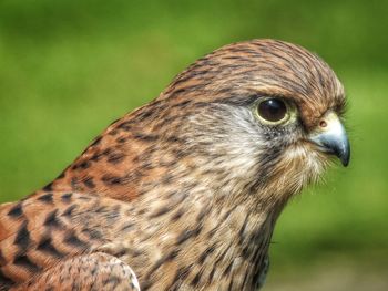 Beautiful kestrel