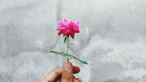 Close-up of hand holding flower