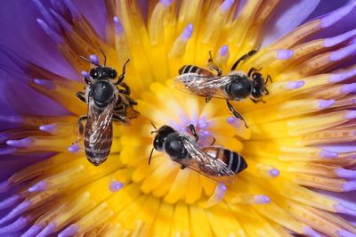 Close-up of bee on yellow flower