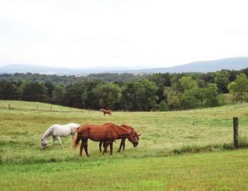 Horses in a field