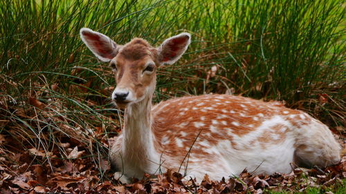Portrait of deer