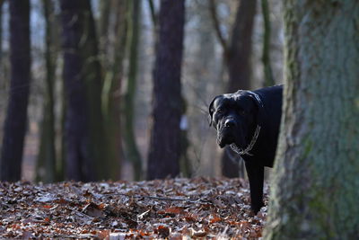 Dog running in forest