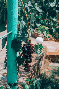 Grapes growing in vineyard