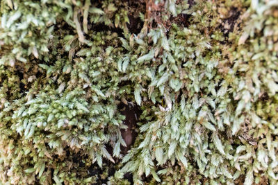 Close-up of insect on plant