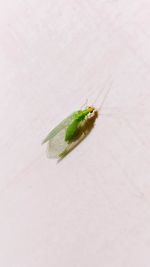 Close-up of insect on white surface