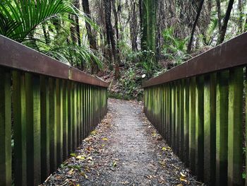 View of bamboo amidst trees in forest