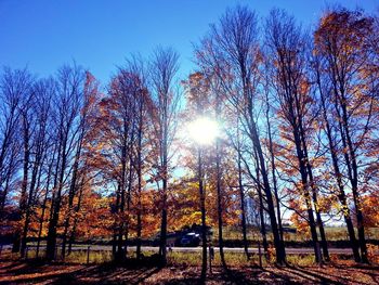 Bare trees on grassy field against sky