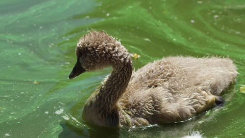 Close-up of duck swimming in lake