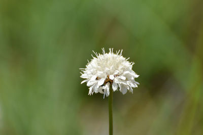 Close-up of white dandelion flower