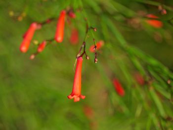 Close-up of red plant