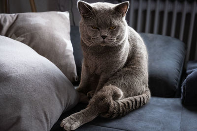 Close-up of cat relaxing on sofa at home