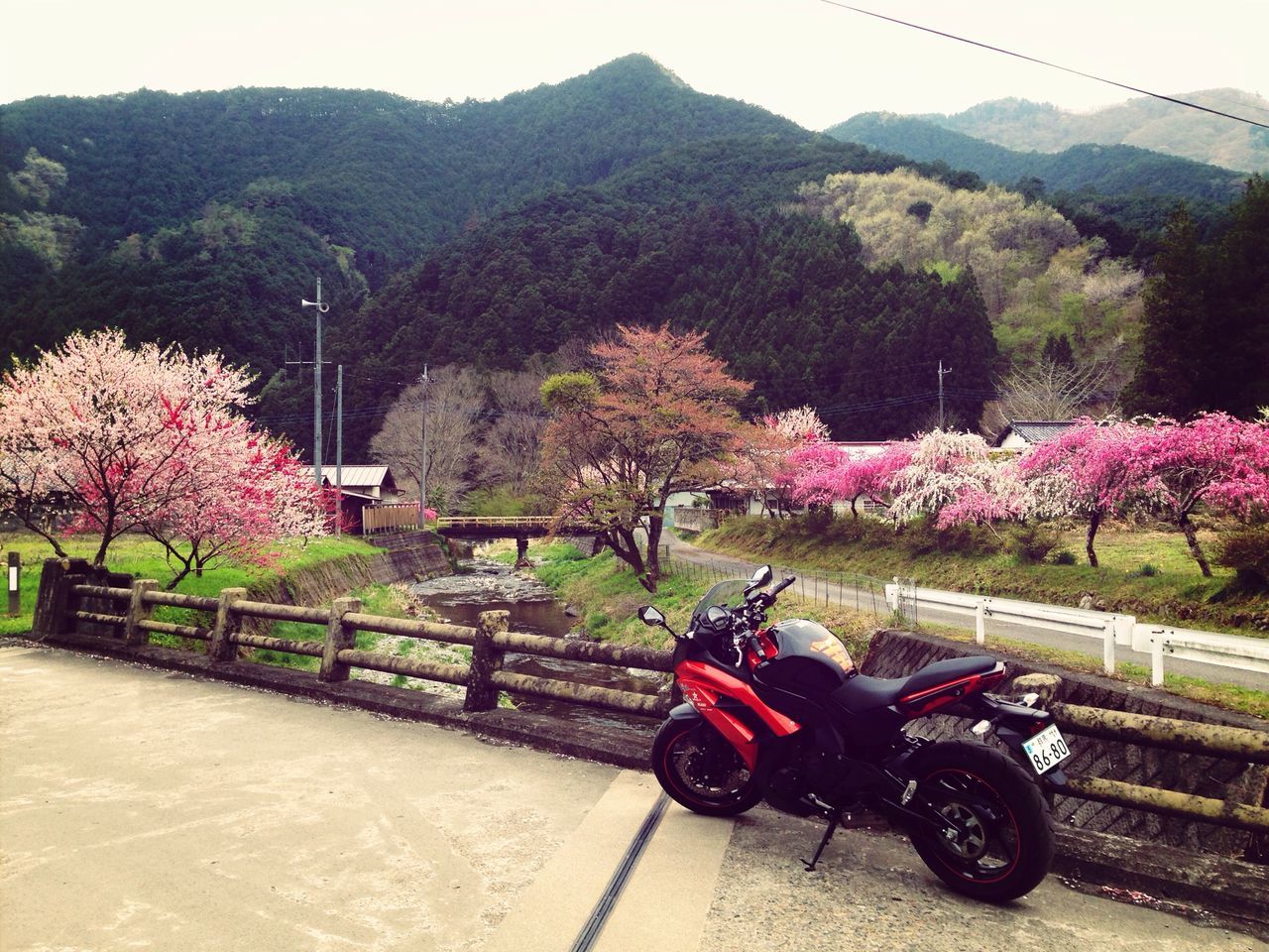 transportation, land vehicle, tree, mode of transport, bicycle, mountain, road, growth, nature, flower, beauty in nature, travel, clear sky, parked, car, parking, riding, sky, the way forward