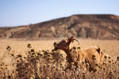 Goat on landscape against sky