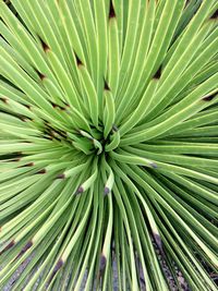 Full frame shot of palm tree