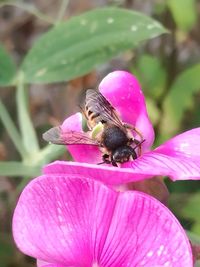 Close-up of bee pollinating on purple flower