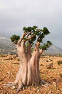 Scenic view of desert against sky