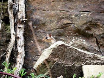 View of squirrel on tree trunk