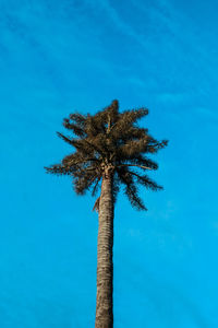 Low angle view of coconut palm tree against blue sky