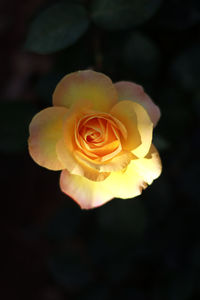 Close-up of rose flower against black background