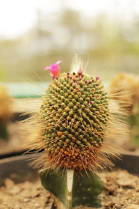 Close-up of cactus plant growing on field