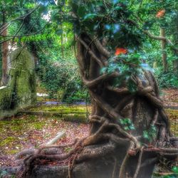 Close-up of tree roots in park