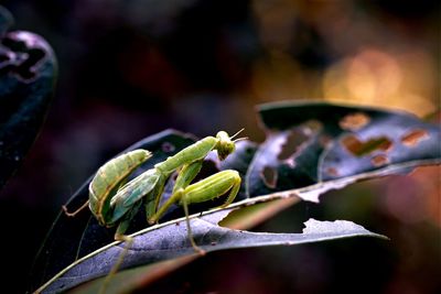 Close-up of insect on leaves