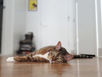 Portrait of cat resting on floor at home