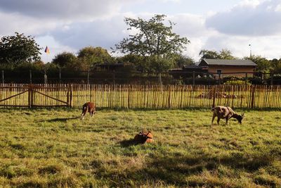 Horses in a field