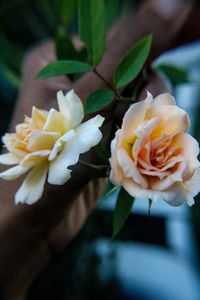 Close-up of flowers blooming outdoors